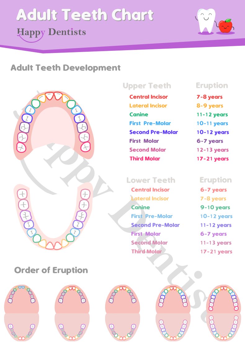 Adult Tooth Chart, Adult Tooth Erupton Chart, Permanent Tooth Eruption